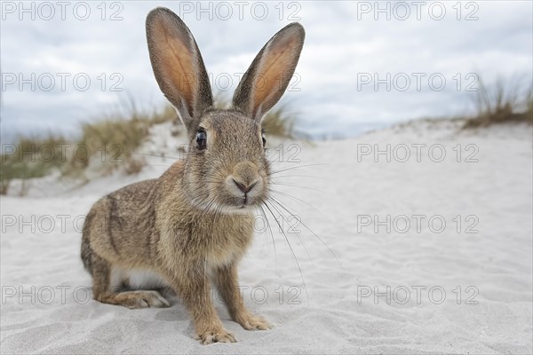 Wild rabbit