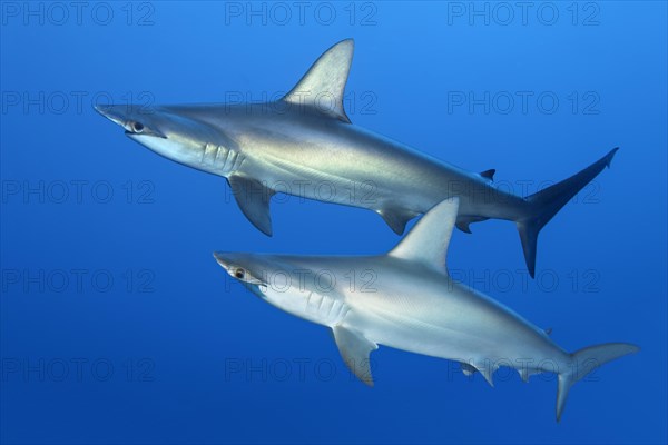 Two scalloped hammerhead sharks