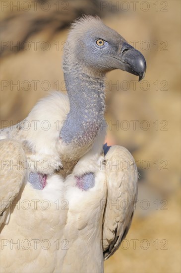 Cape vulture