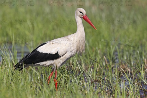 White Stork