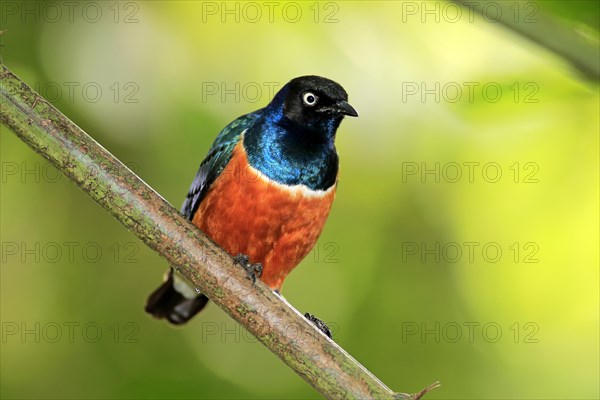 Superb starling