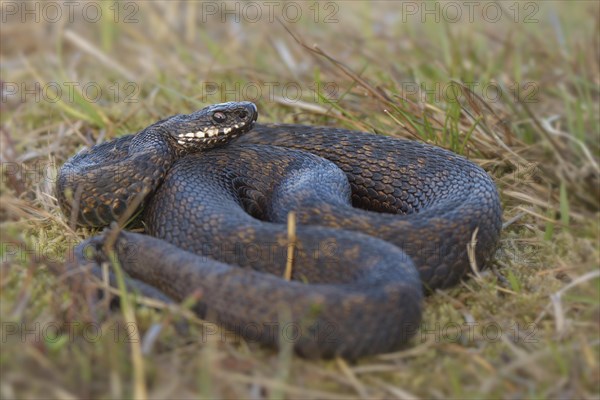 Male common European viper