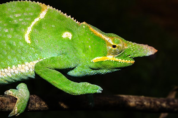 Male two-horned chameleon