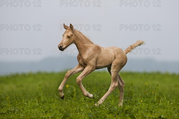 Palomino Morgan horse foal galloping