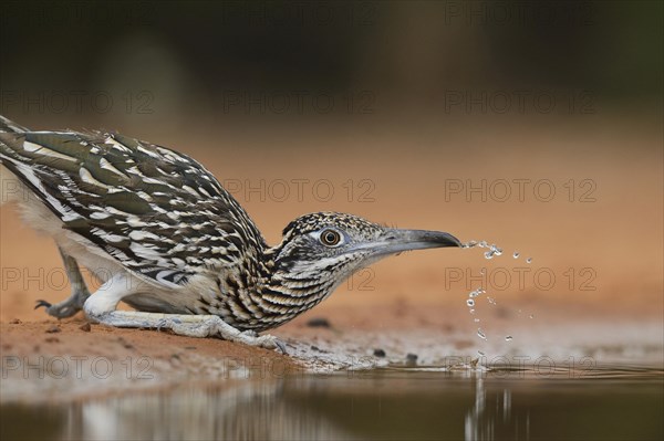 Greater Roadrunner