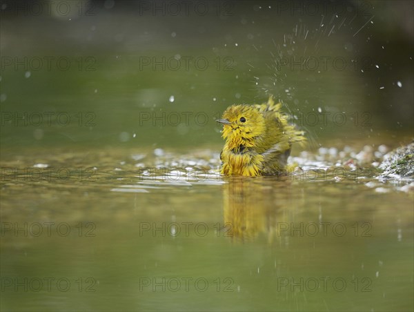 Yellow Warbler