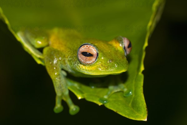 Mantellid frog