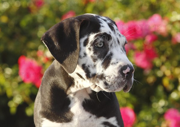 Great Dane