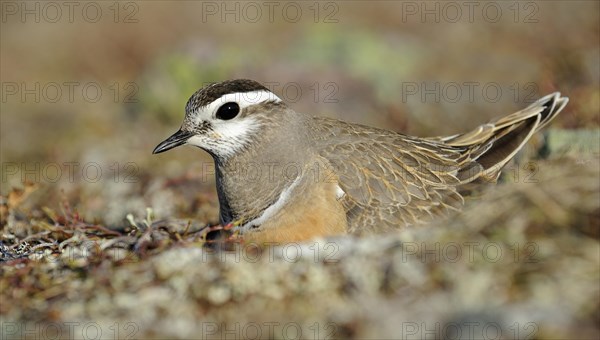 Eurasian dotterel