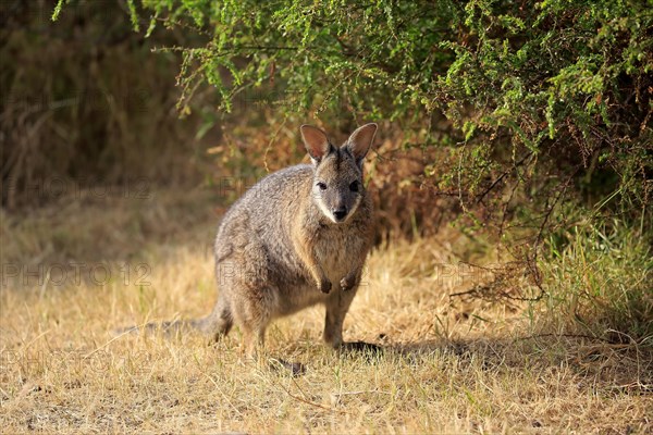 Tammar wallaby