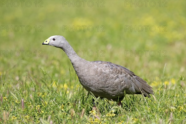 Cape Barren goose