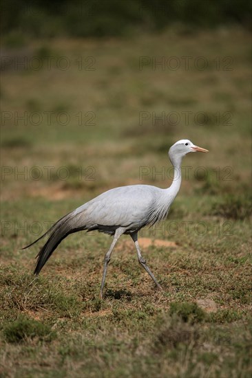 Blue crane