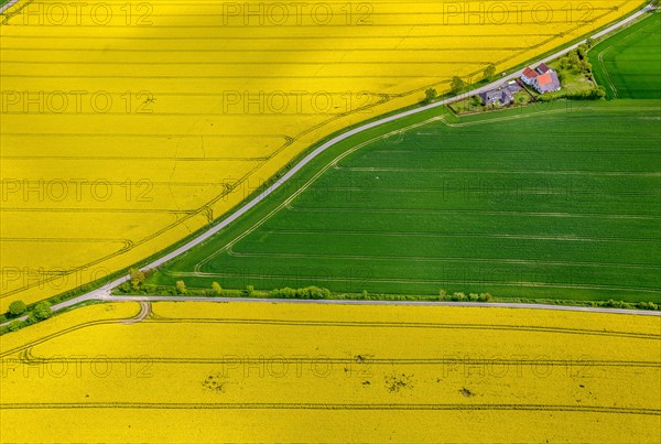 Flowering yellow rape fields