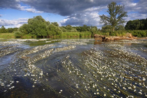 River water-crowfoot