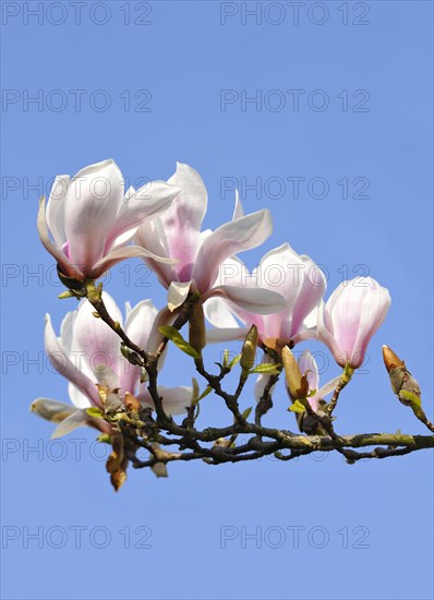 Chinese Magnolia