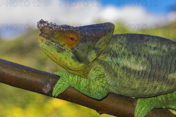 Parson's chameleon