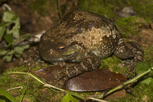 Cophyla grandis frog