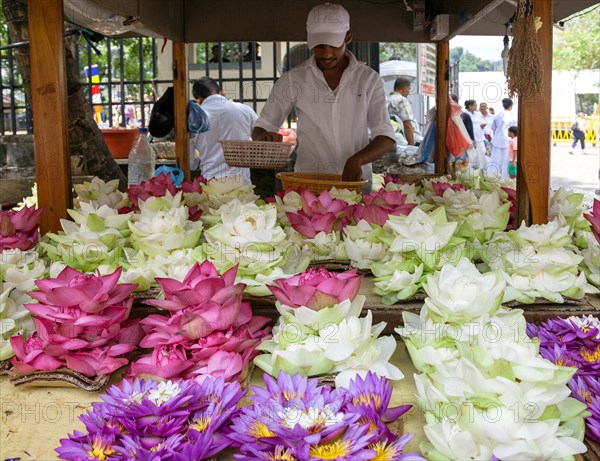 Stall with blue lotus