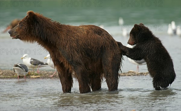 Brown bear