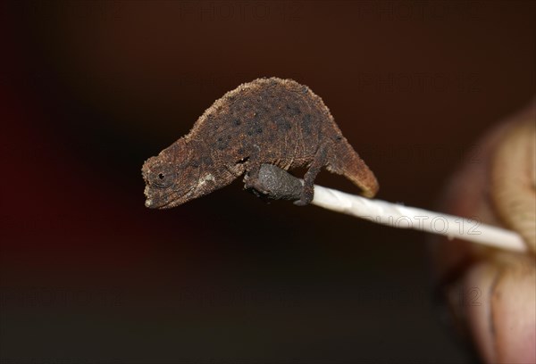 Female dwarf chameleon