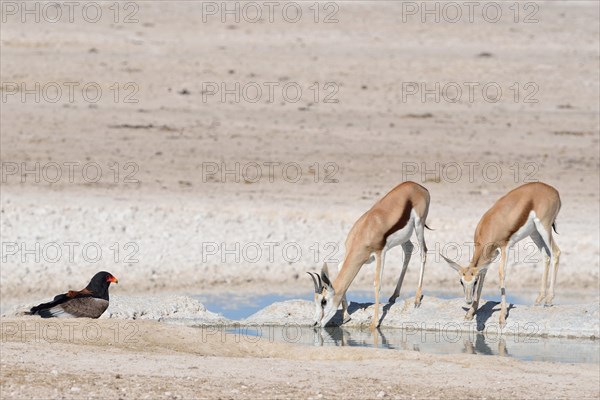 Two springboks