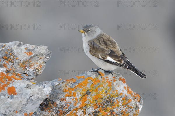 Snowfinch