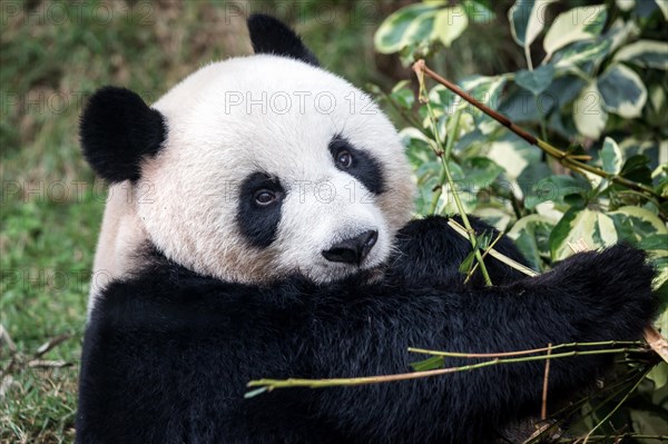 Giant panda