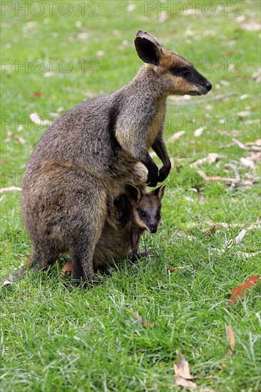 Agile Wallaby