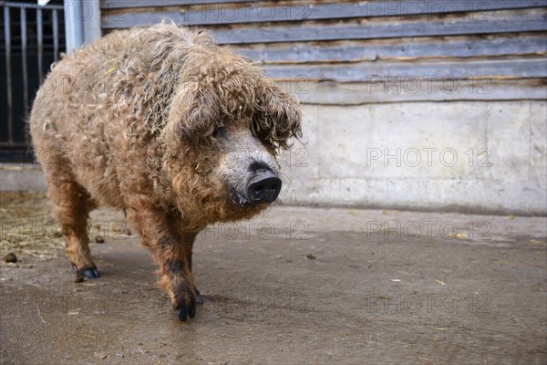 Mangalitsa pig