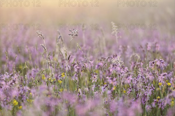 Meadow with Ragged Robins