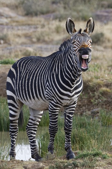 Cape mountain zebra