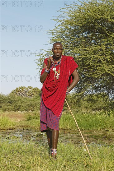 Male Maasai in traditional Shuka clothing with shepherd's crook