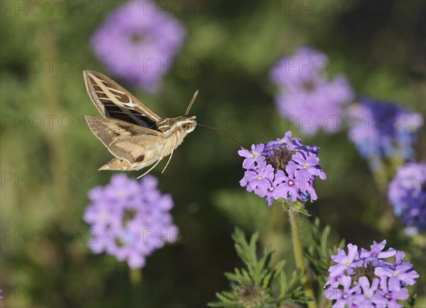 White-lined Sphinx