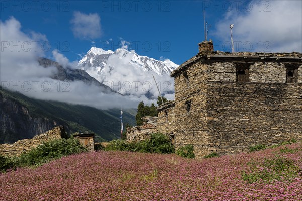 Farmhouse with pink buckwheat fields in blossom