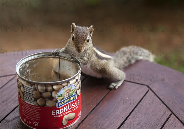 Palm squirrel