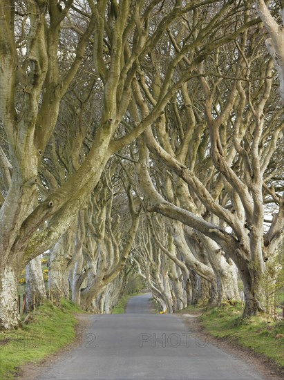 Beech avenue