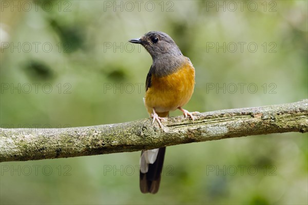 White-rumped shama