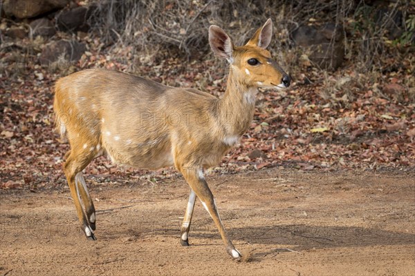 Bushbuck