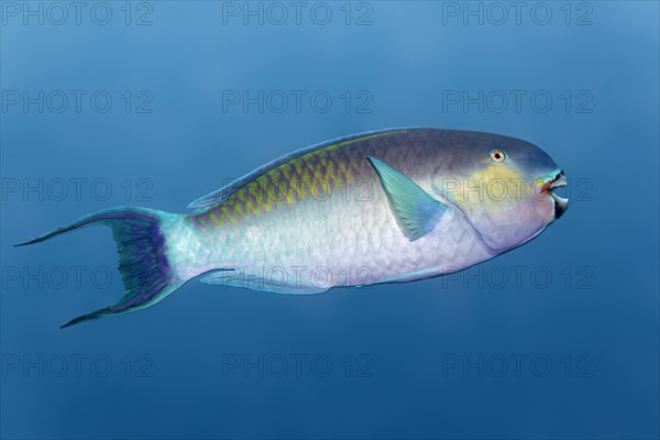 Bleekers Parrotfish