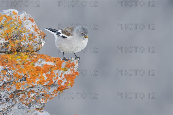 Snowfinch