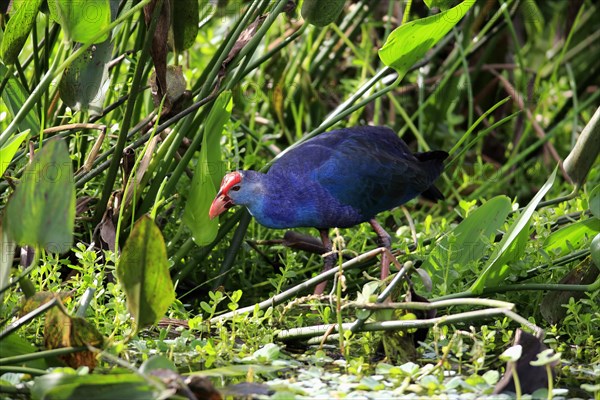 American purple gallinule