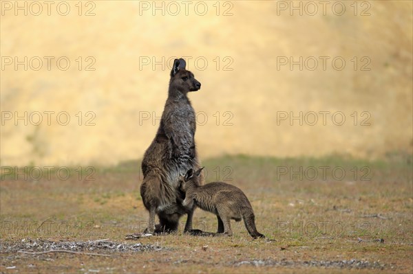 Western Gray Kangaroo