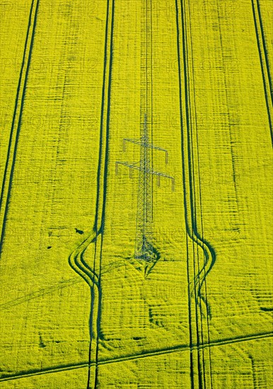 Yellow flowering rape field with tractor tracks and high voltage mast