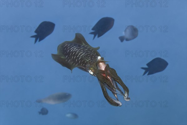 Bigfin reef squid