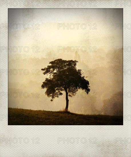 Polaroid effect of trees in countryside