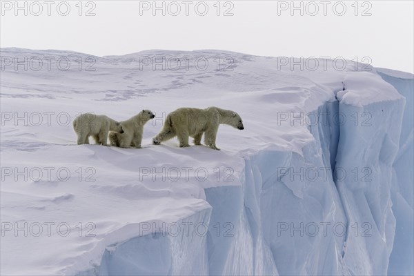 Polar bears
