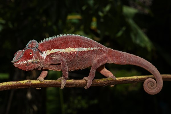 Panther chameleon