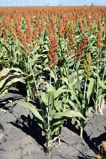 Field of sorghum