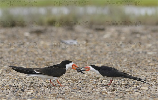 Black skimmer