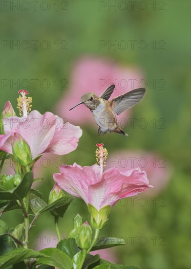 Rufous Hummingbird